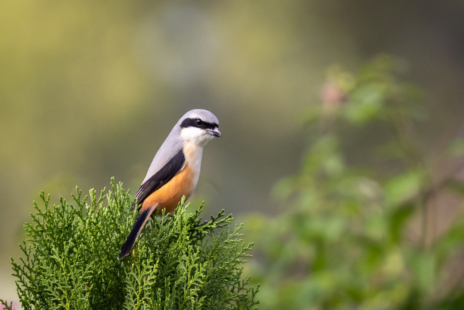 image Long-tailed Shrike